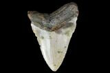 Fossil Megalodon Tooth - North Carolina #119434-1